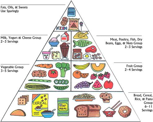 493x392 So, What Exactly Am I Supposed To Eat The New Myplate Icon Vs