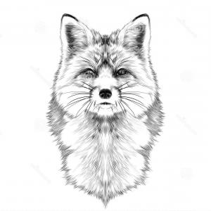 300x300 Stock Illustration Figure White Fox Line Icon Vector Drawing