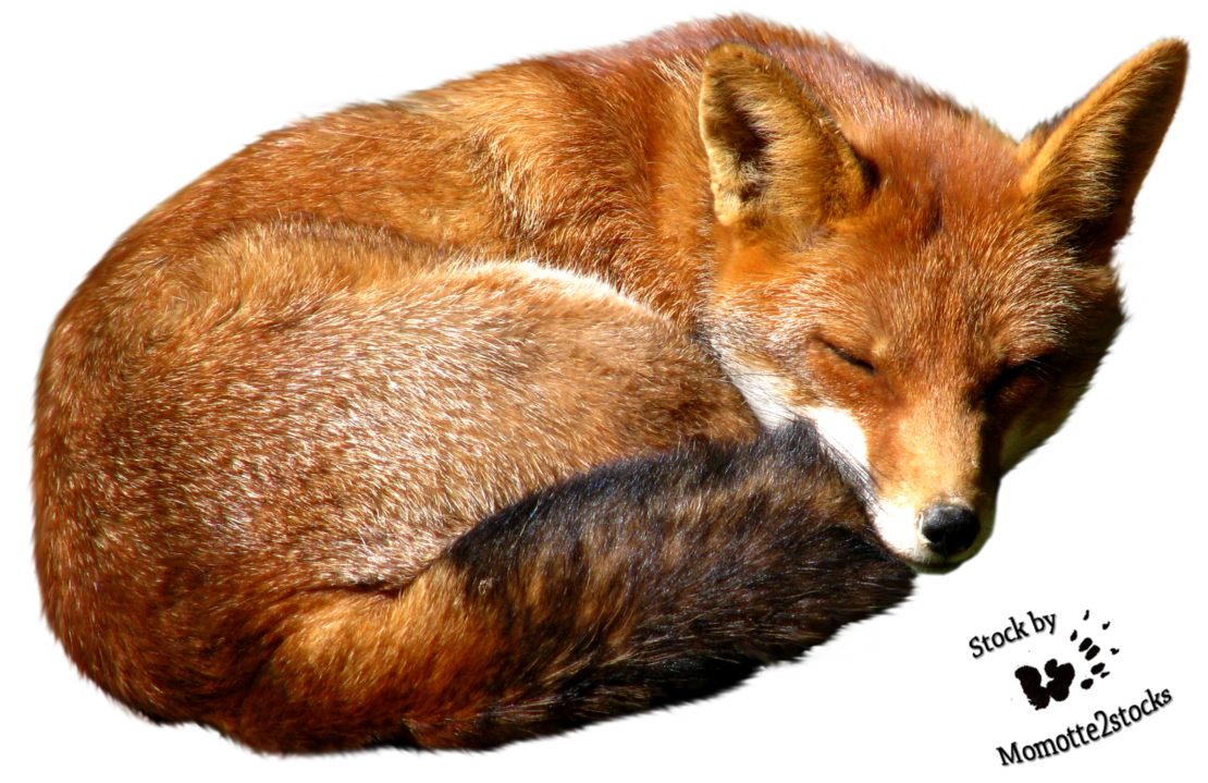 1110x719 Download Free Fox Image Icon Favicon Freepngimg