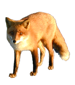 304x344 Download Free Fox Png Icon Favicon Freepngimg