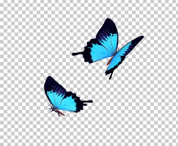 728x596 Butterfly Icon Png, Clipart, Arthropod, Back, Blue, Blueblack
