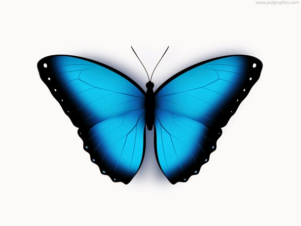610x458 Butterfly Icon