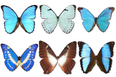 390x260 Morpho Butterfly