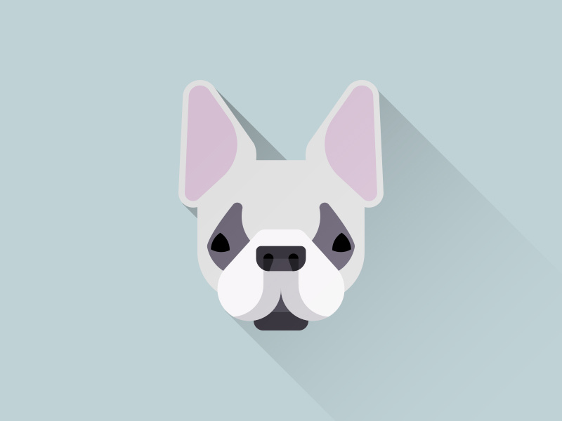 French Bulldog Iocn 800x600 French Bulldog Iocn