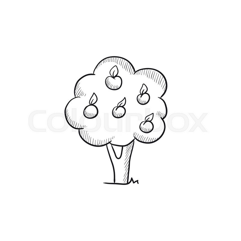 800x800 Fruit Tree Vector Sketch Icon Isolated Stock Vector Colourbox