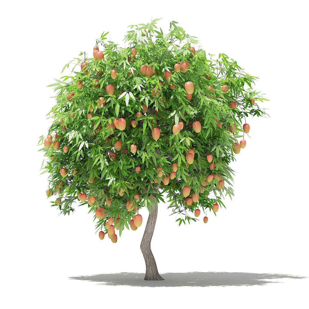 1200x1200 Mango Tree With Fruits Model