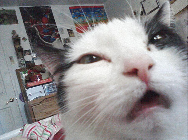 605x450 Hilarious Pictures Of Cats That Are About To Sneeze Bored Panda