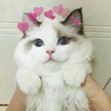 225x225 Image Result For Tumblr Doggy Icon Ampamp Icons Cats, Cute Cats