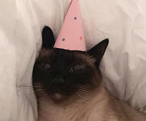 300x250 Images About Cats Icons On We Heart It See More About Cat