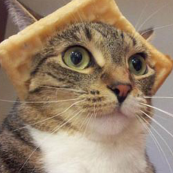 250x250 Cat Icon Tumblr