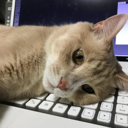 250x250 Cat Icons Tumblr