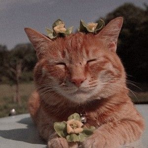 300x300 Cats Cats, Cute Cats, Cats Tumblr