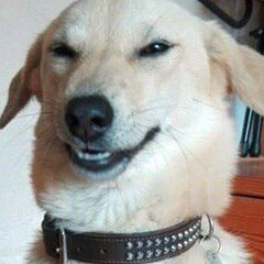 240x240 Icons Funny Tumblr