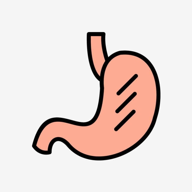 640x640 Vector Stomach Icon, Digestion, Gastroenterology, Stomach Icon Png