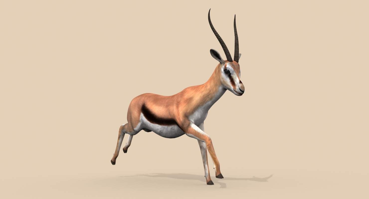 1480x800 Gazelle Model