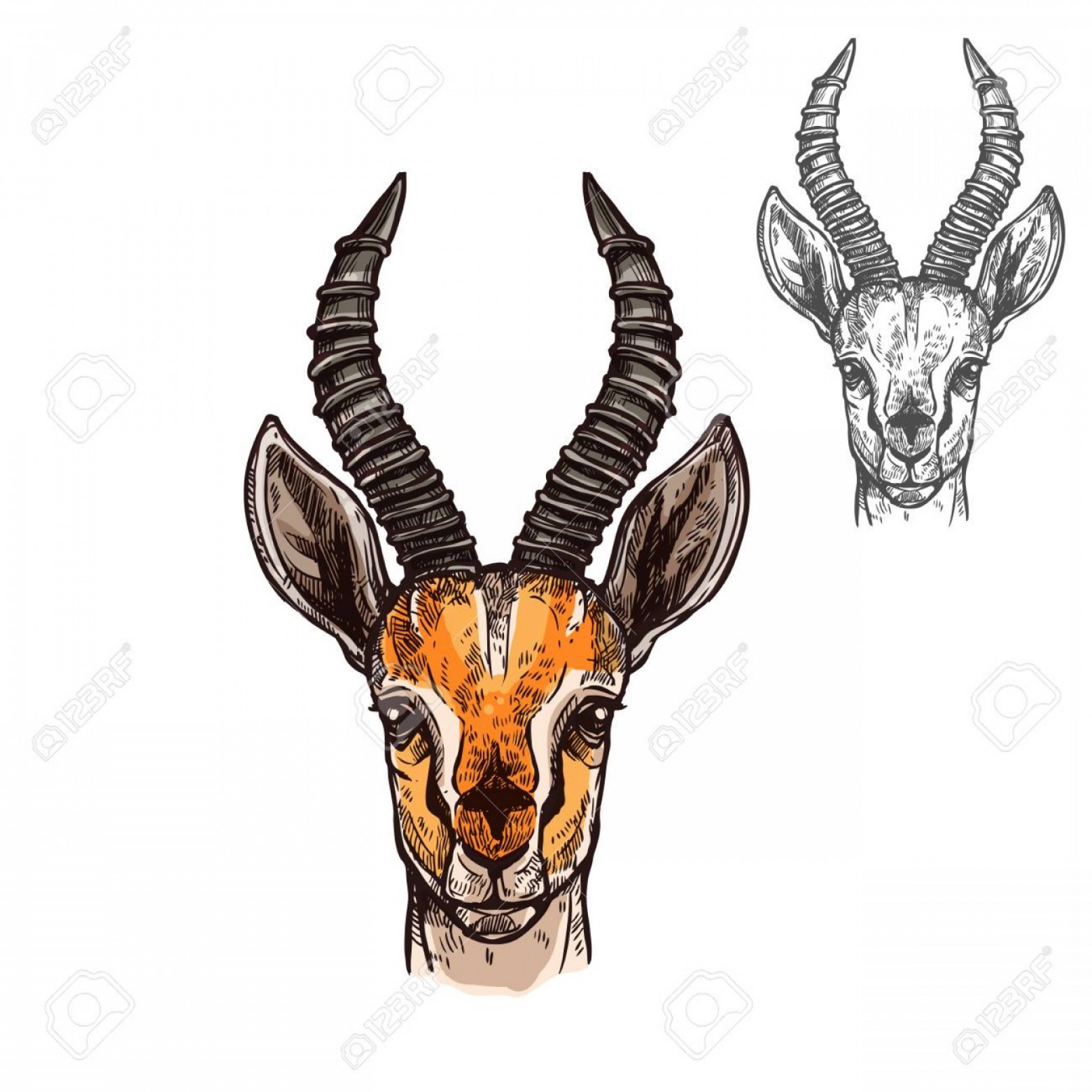 1872x1872 Gazelle Head Vector Savoyuptown
