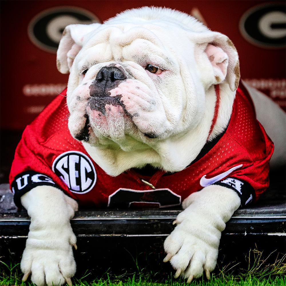 Georgia Bulldog Icon at Vectorified.com | Collection of Georgia Bulldog ...