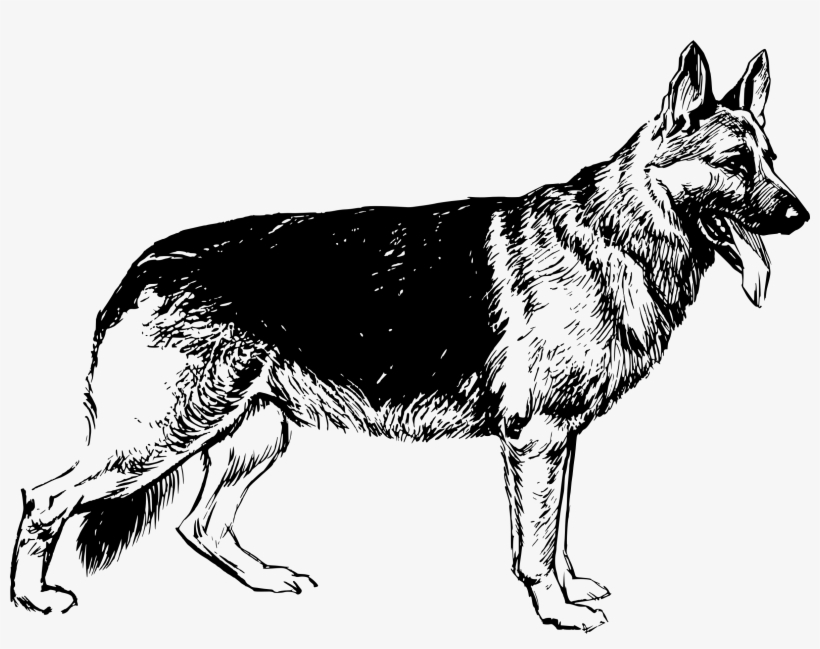 820x649 This Free Icons Png Design Of German Shepherd Png Image