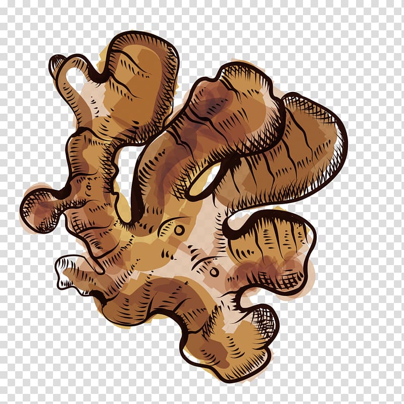 800x800 Ginger Icon, Ginger Transparent Background Png Clipart Hiclipart