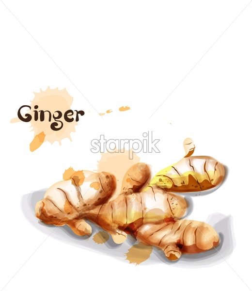 520x600 Ginger Vector Watercolor Delicious Icon Vegetable Template Starpik