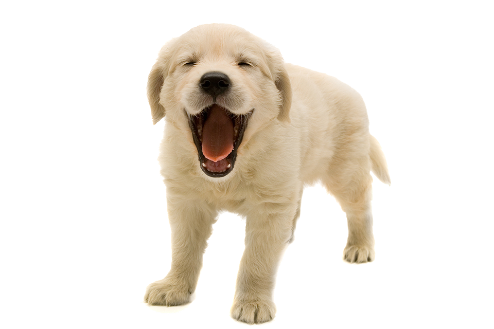960x640 Download Free Golden Retriever Puppy Transparent Image Icon
