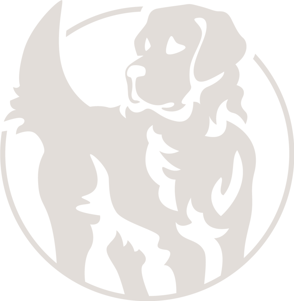 1000x1022 Hd Golden Retriever English Cream Coloring Page, Printable