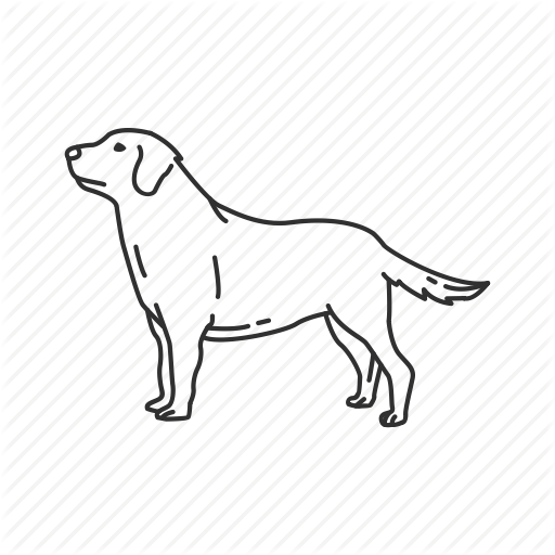 512x512 Canidae, Canine, Dog, Doggy, Golden Retriever, Labrador, Medium