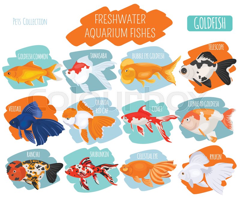 800x662 Freshwater Aquarium Fishes Breeds Icon Stock Vector Colourbox