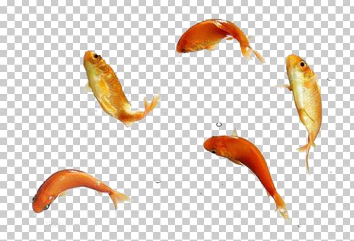 728x496 Koi Goldfish Icon Png, Clipart, Animals, Aquarium Fish, Breathe