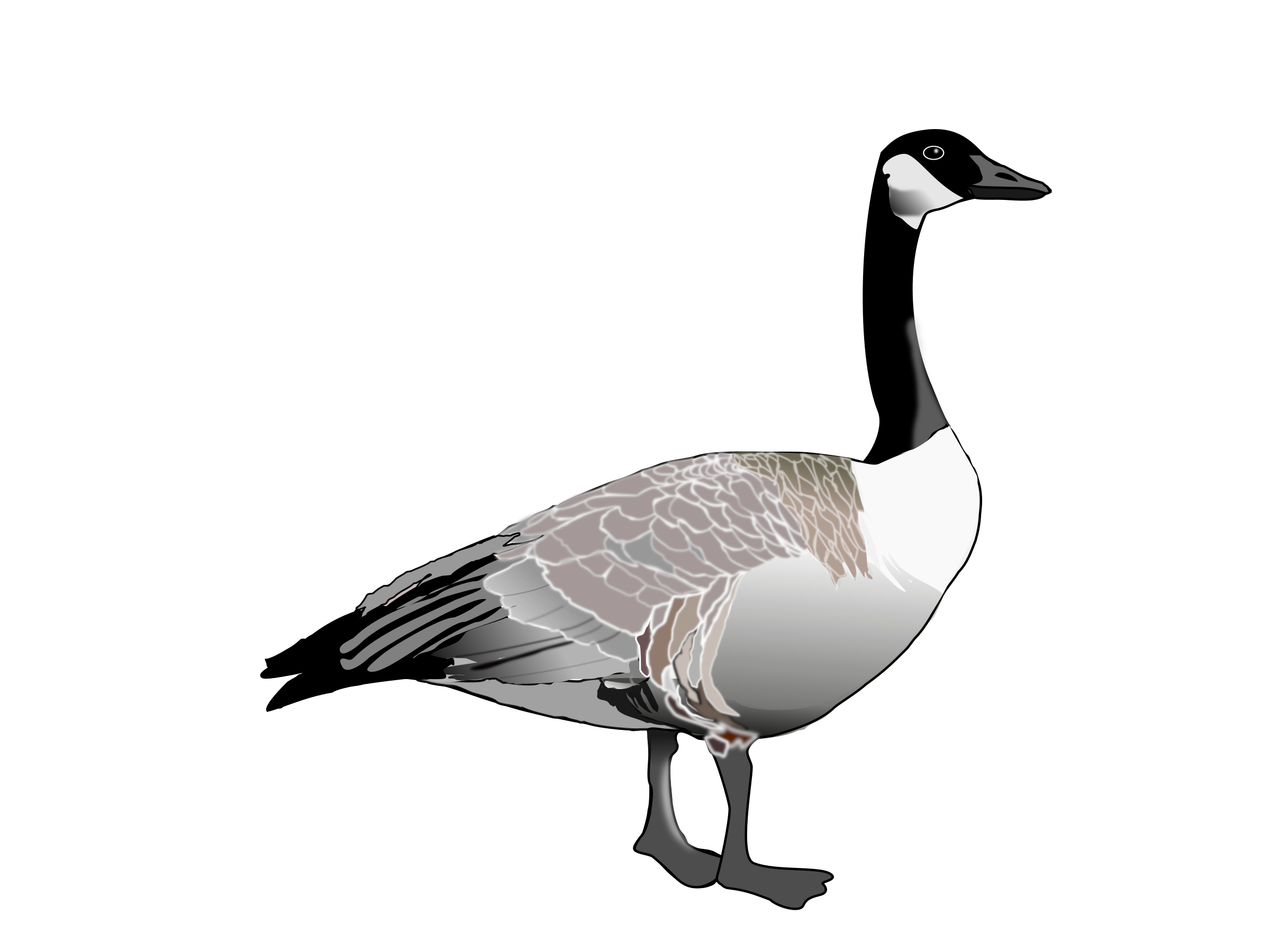 2400x1800 Goose Icon Png Web Icons Png