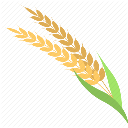512x512 Ear Of Barley, Grain, Oat, Wheat, Wheat Ear Icon