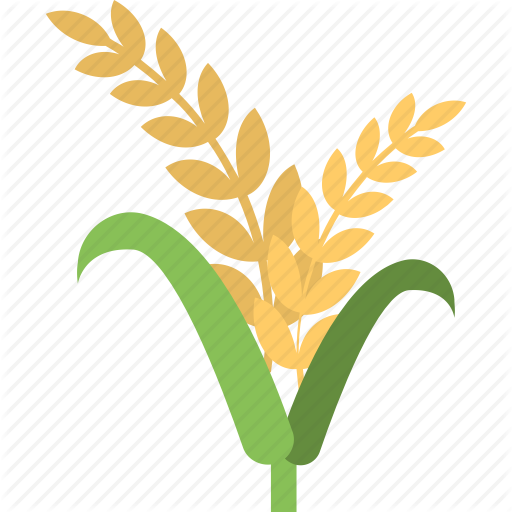 Grain Icon At Vectorified Collection Of Grain Icon Free For 