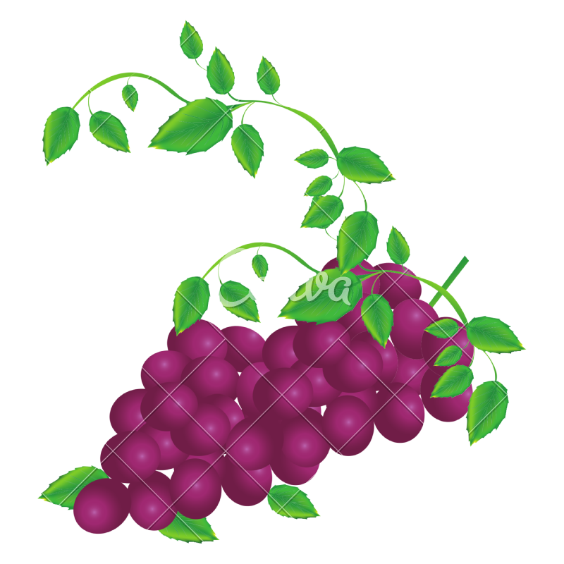 800x800 Grape Vine