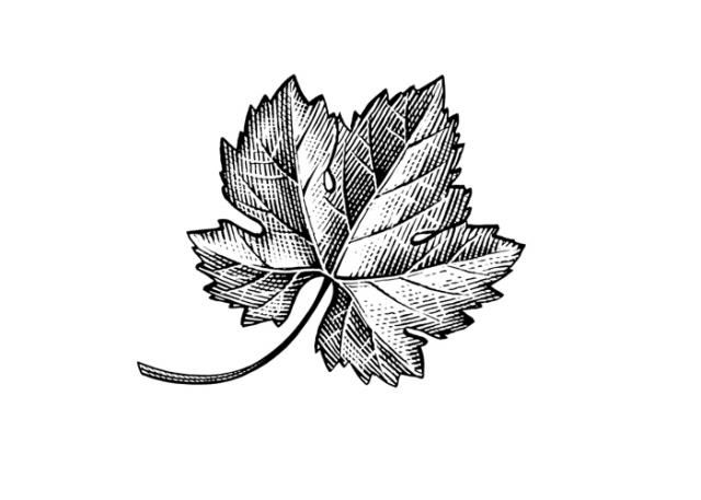 640x457 Grape Leaf Icon Tattoo Grape Drawing, Wine Tattoo, Vine Tattoos