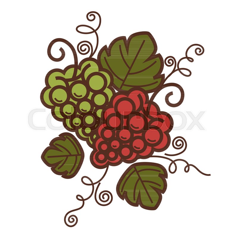 800x800 Grape Vine Vintage Harvest Icon For Stock Vector Colourbox