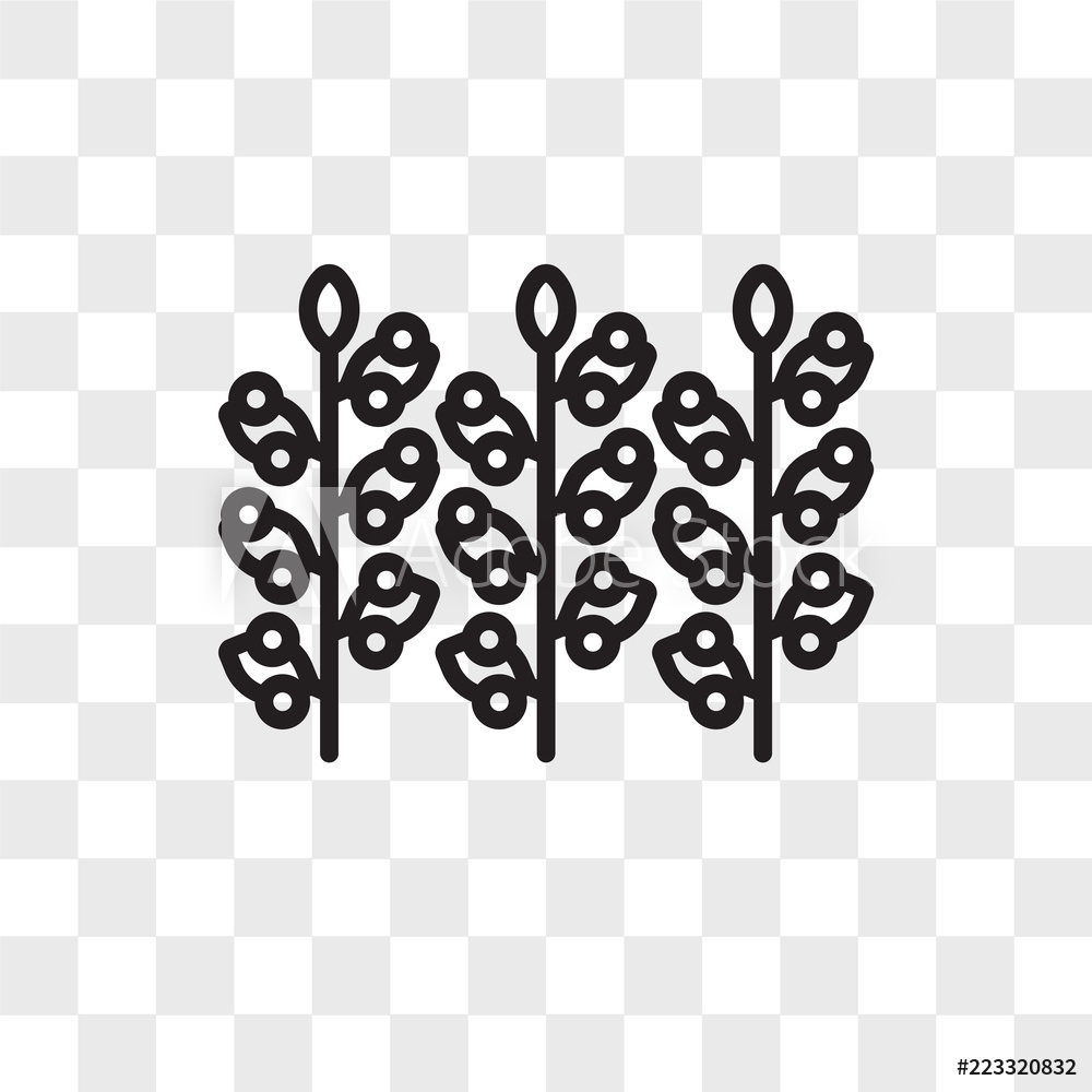 1000x1000 Fotografie, Obraz Grapevine Vector Icon Isolated On Transparent