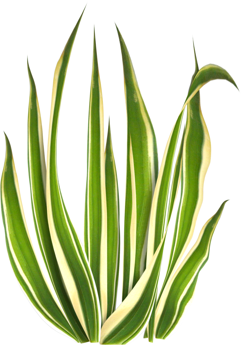 800x1143 Download Free Png Beautiful Gratis Green Grass Beach Icon