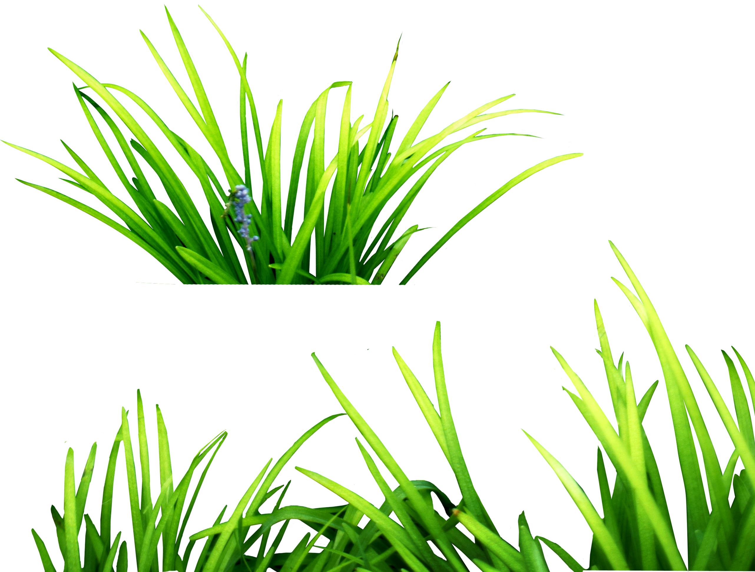 2564x1943 Grass Transparent Png Web Icons Png