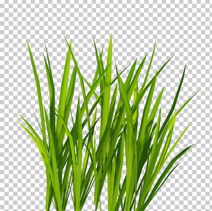 728x724 Lawn Icon Png, Clipart, Chrysopogon Zizanioides, Clouds, Commodity
