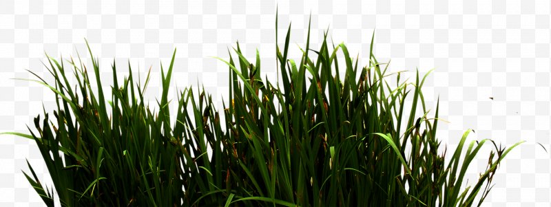 800x301 Download Icon, Png, Grass Gis, Chrysopogon Zizanioides