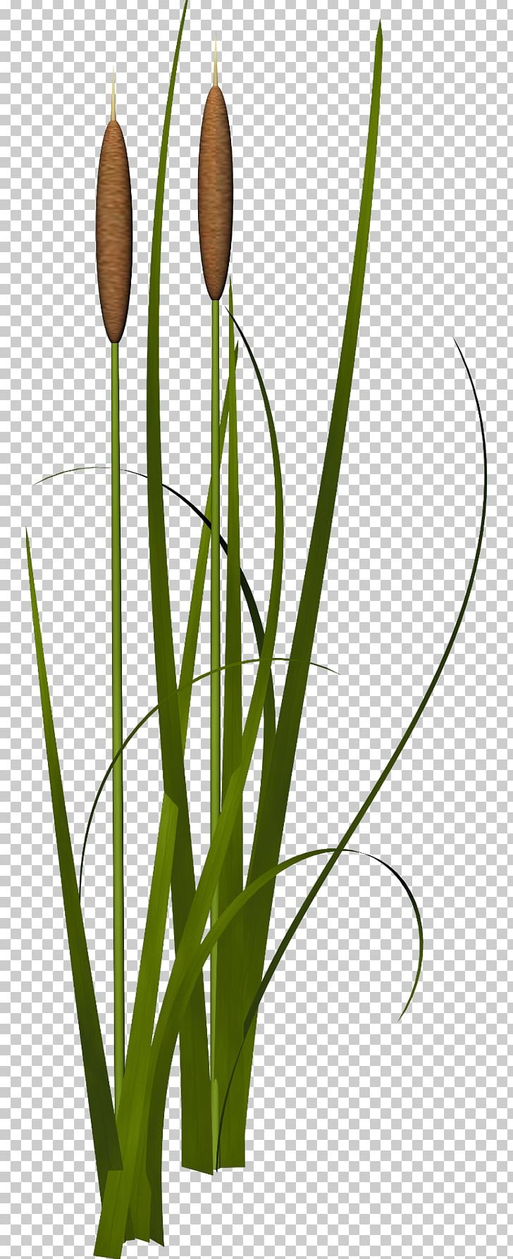 728x1787 Reed Icon Png, Clipart, Background Green, Branch, Flower, Google