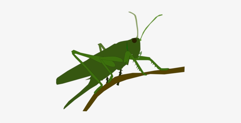 Grasshopper Icon at Vectorified.com | Collection of Grasshopper Icon ...