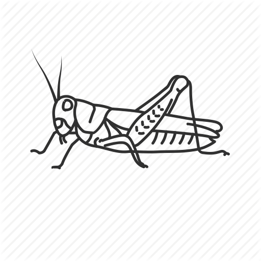 512x512 Bug, Caelifera, Flying Insect, Grasshopper, Insect, Jumping Insect