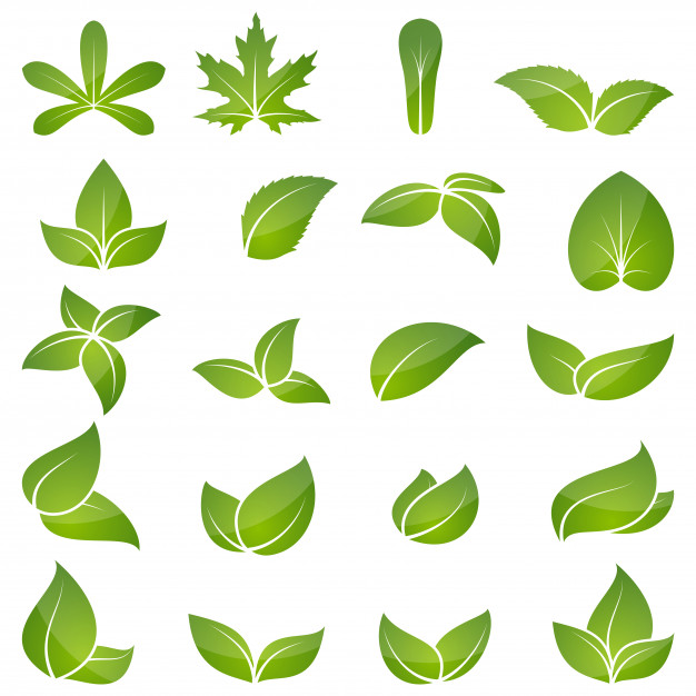 626x626 Green Leaf Icon Set Vector Premium Download