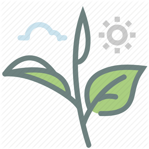 512x512 Green Tea, Herb, Leaf, Leaves, Matcha, Tea, Tea Leaves Icon
