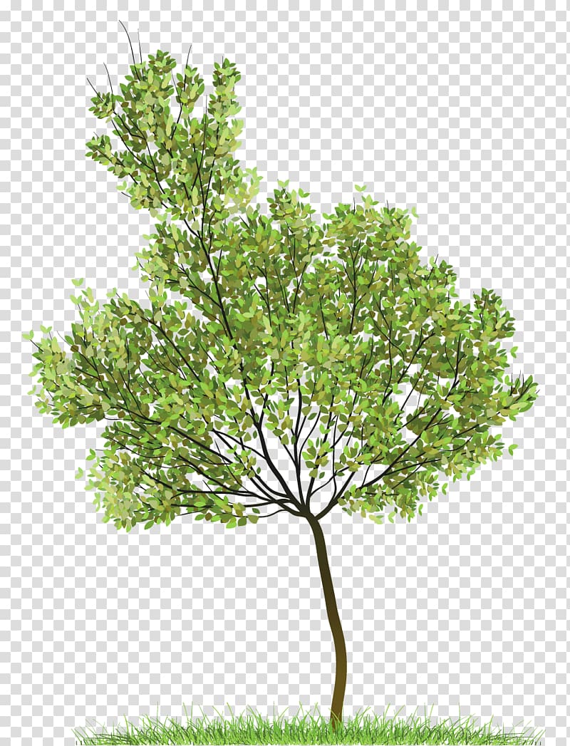 800x1047 Green Leafed Tree, Icon Green Tree Transparent Background Png