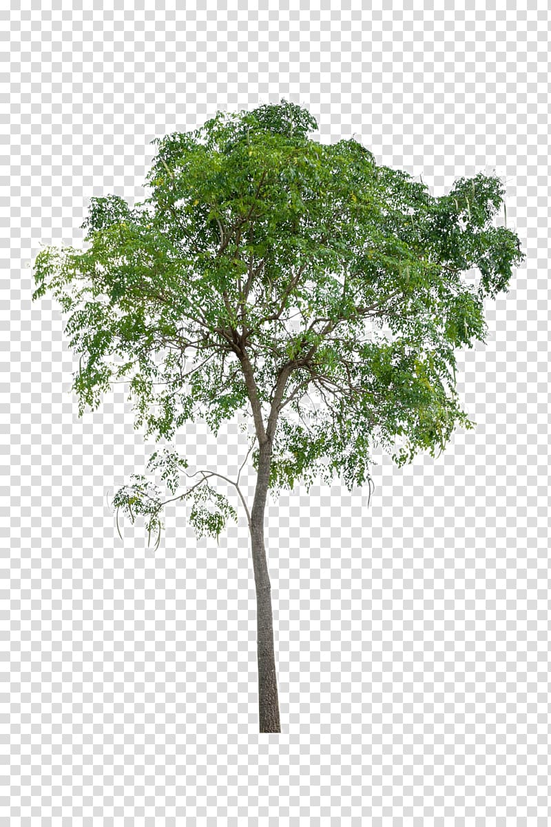 800x1200 Green Tree, Tree Icon, Lush Trees Transparent Background Png