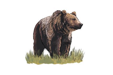 473x315 Grizzly Bear