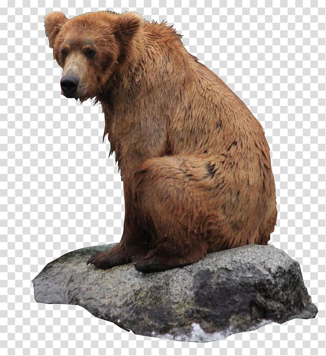 646x706 Grizzly Bear Icon, Bear Transparent Background Png Clipart Hiclipart