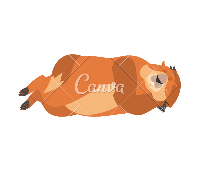 800x688 Groundhog Sleeping Icon